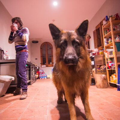 None_Thor, el guardi&aacute;n de la casa_31872805453.jpg